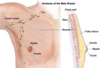 Male Breat Anatomy