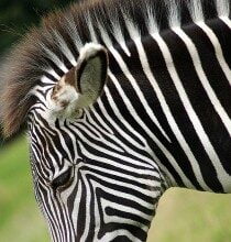 find zebra search engine