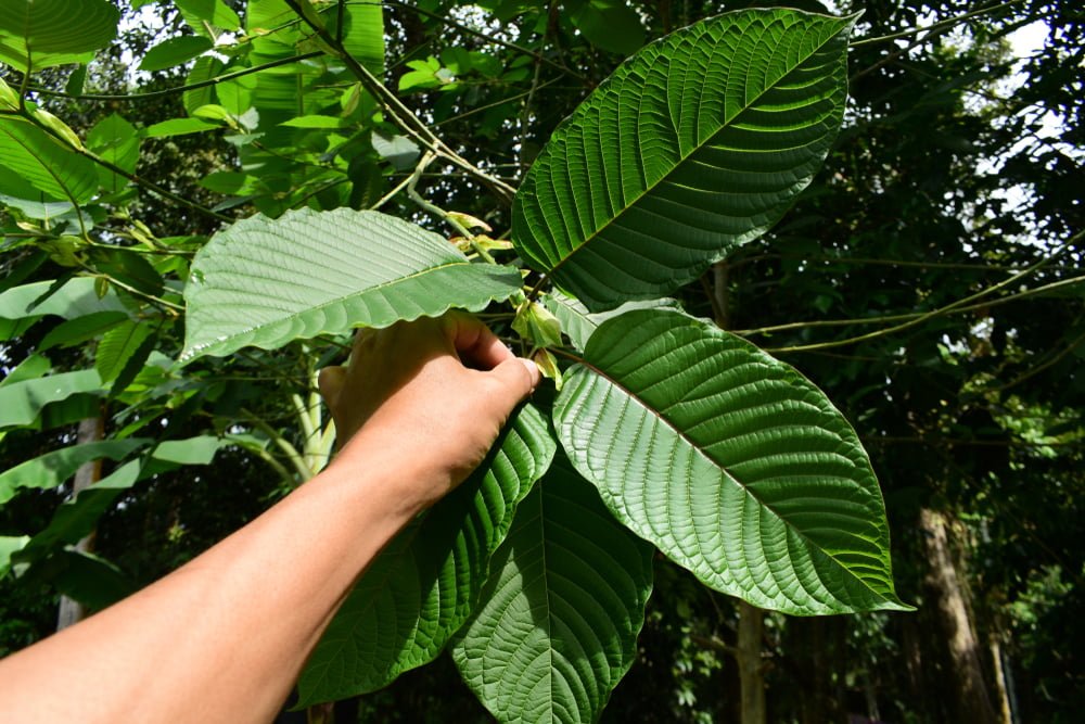 what-are-different-forms-of-green-kratom-available-online